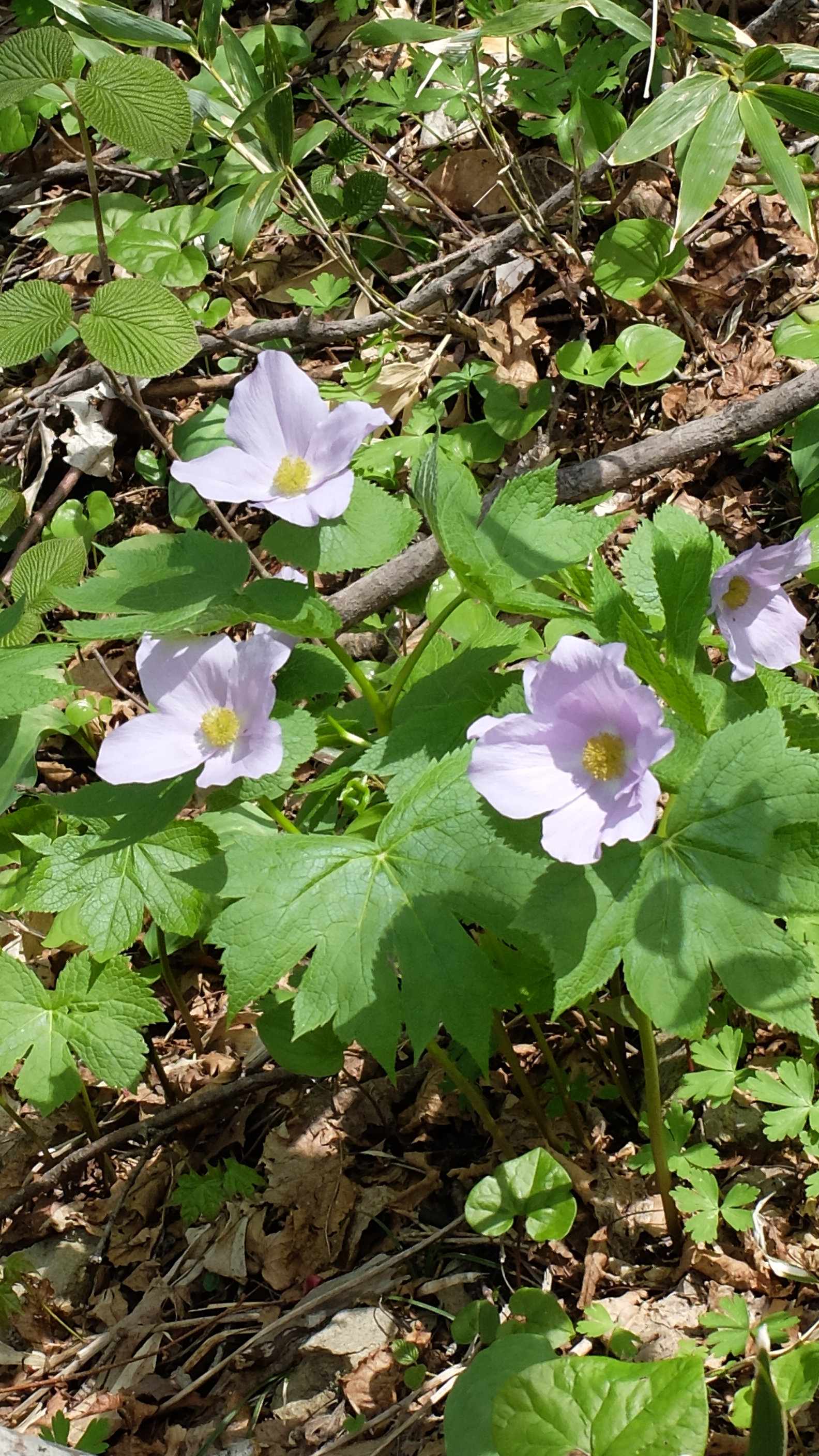 シラネアオイの花