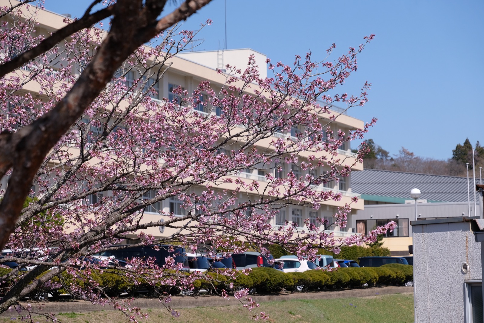 桜と校舎