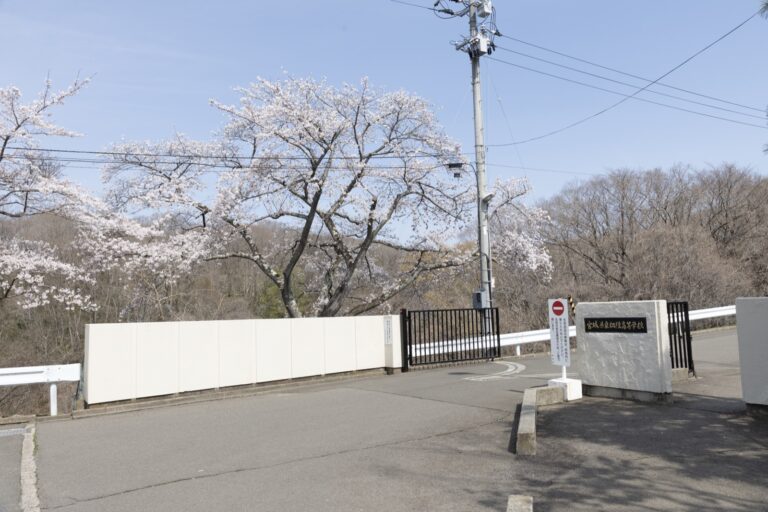 正門前の桜