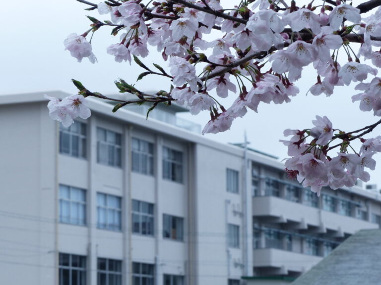 写真館 福岡県立京都高等学校同窓会常磐会 写真館 福岡県立京都高等学校同窓会常磐会